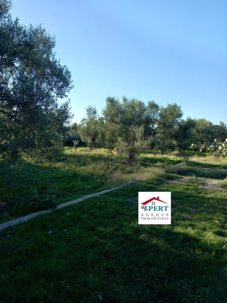 a vendre terrain agricole a kalaa sghira